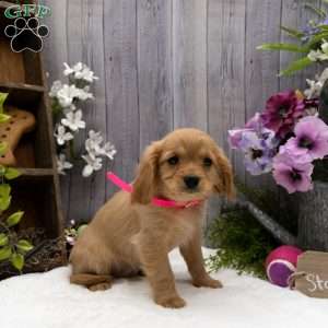 Starburst, Miniature Golden Retriever Puppy